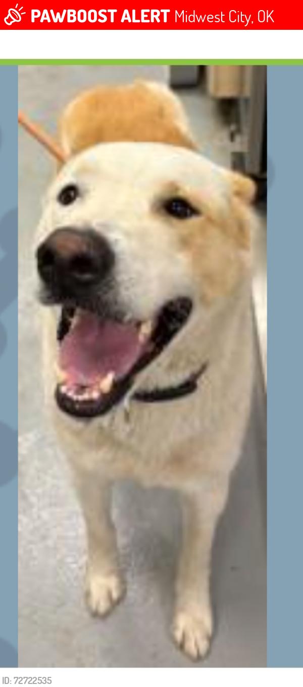 Lost Male Dog last seen Air Depot and Fairchild , Midwest City, OK 73110