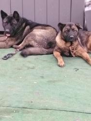 Found/Stray Male Dog last seen Cerritos and dale , Stanton, CA 92841