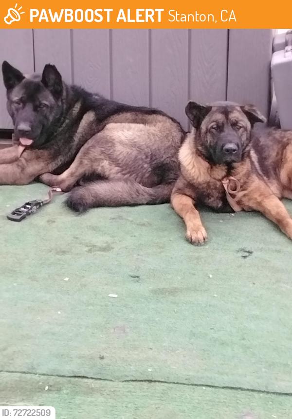 Found/Stray Male Dog last seen Cerritos and dale , Stanton, CA 92841