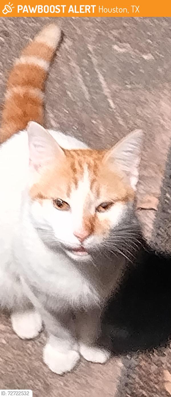 Found/Stray Male Cat last seen RUTH ST, Houston, TX 77002