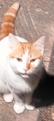 Found/Stray Male Cat last seen RUTH ST, Houston, TX 77002