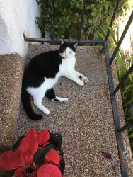 Lost Female Cat last seen El Cerrito area / College Ave, San Diego, CA 92115