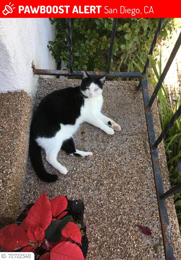 Lost Female Cat last seen El Cerrito area / College Ave, San Diego, CA 92115