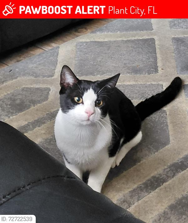 Lost Male Cat last seen Turkey creek/Griffin blvd., Plant City, FL 33566