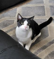 Lost Male Cat last seen Turkey creek/Griffin blvd., Plant City, FL 33566