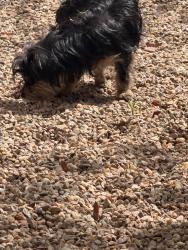 Found/Stray Female Dog last seen Closer to Griegos then Candelaria , VILLAGE OF LOS RANCHOS, NM 87107