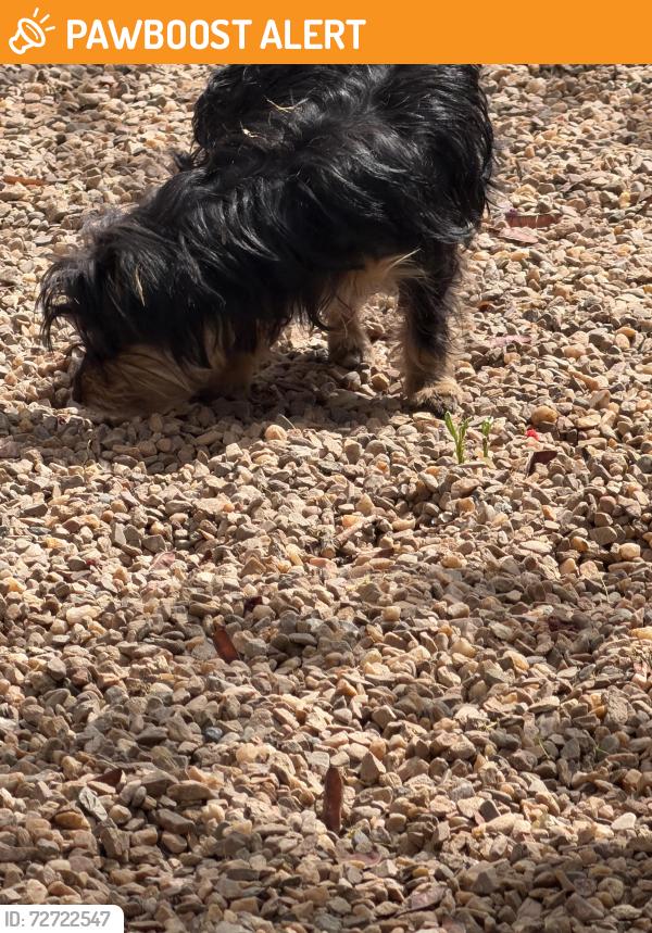 Found/Stray Female Dog last seen Closer to Griegos then Candelaria , VILLAGE OF LOS RANCHOS, NM 87107