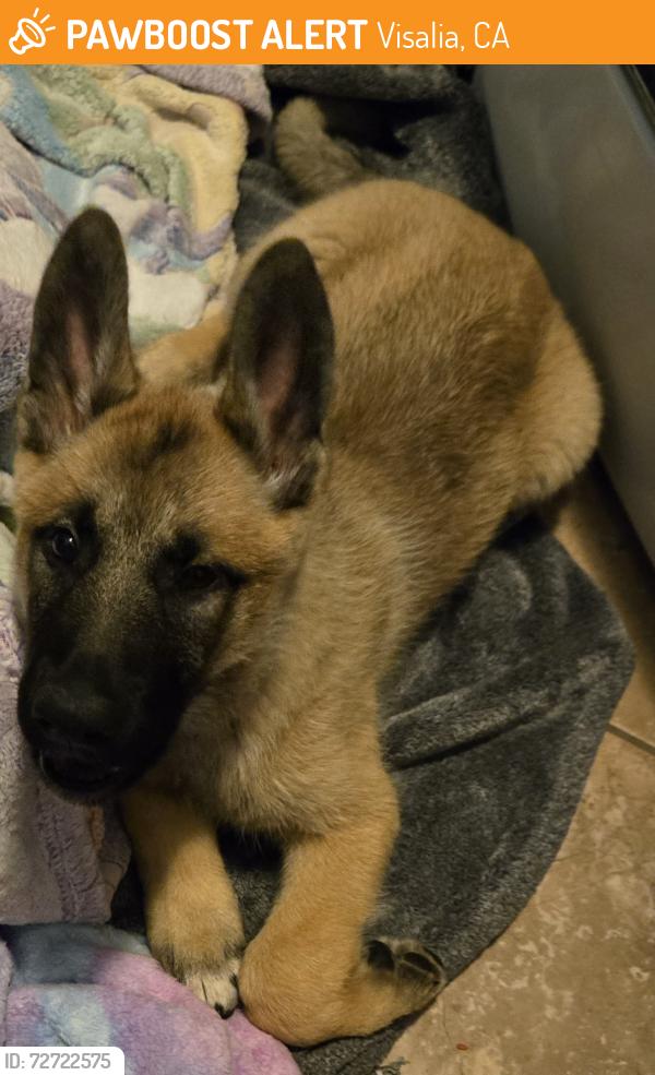 Found/Stray Female Dog last seen Buena Vista and Mooney, Visalia, CA 93291