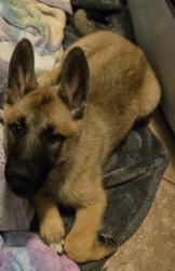 Found/Stray Female Dog last seen Buena Vista and Mooney, Visalia, CA 93291