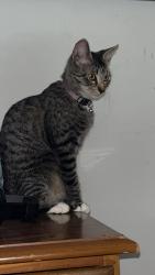 Lost Female Cat last seen Near south powell point, Homosassa, FL 34446