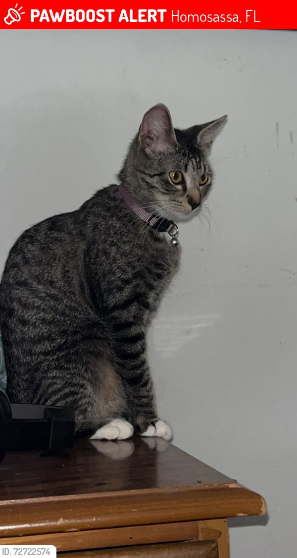 Lost Female Cat last seen Near south powell point, Homosassa, FL 34446
