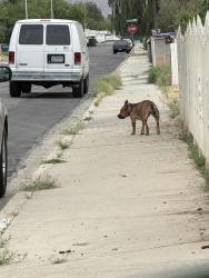 Reunited Unknown Dog last seen Hassett and eastern , Las Vegas, NV 89104