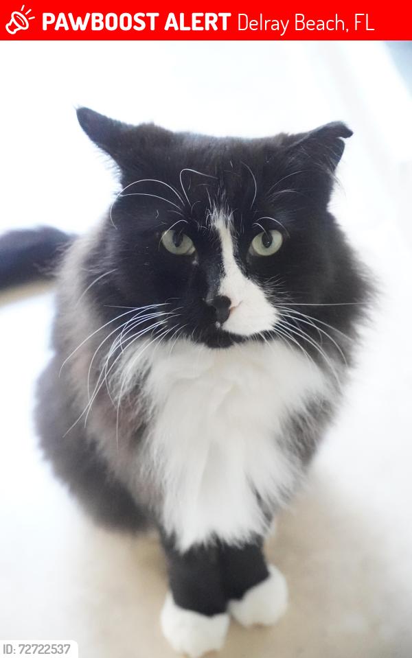 Lost Male Cat last seen Jaeger Dr  & Dotterel rd, Delray Beach, FL 33444