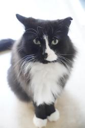 Lost Male Cat last seen Jaeger Dr  & Dotterel rd, Delray Beach, FL 33444
