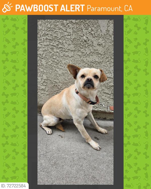 Found/Stray Male Dog last seen Near Downey Ave, Paramount, CA 90723