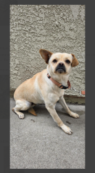 Found/Stray Male Dog last seen Near Downey Ave, Paramount, CA 90723