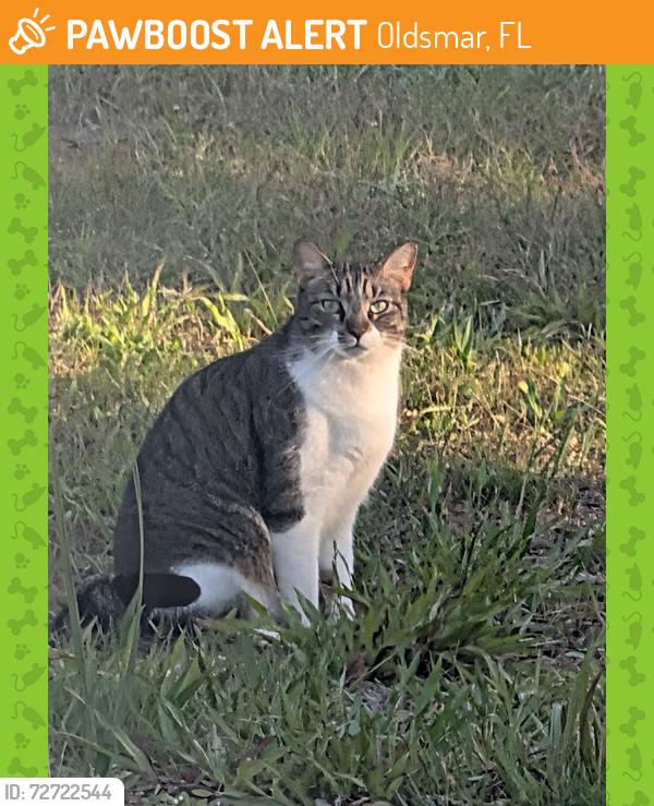 Found/Stray Unknown Cat last seen Shore Drive East and Washington St, Oldsmar, Oldsmar, FL 34677