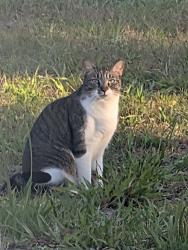 Found/Stray Unknown Cat last seen Shore Drive East and Washington St, Oldsmar, Oldsmar, FL 34677