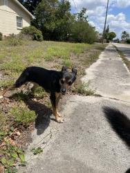 Found/Stray Female Dog last seen Chelsea St and Brompton, Holiday, FL 34691