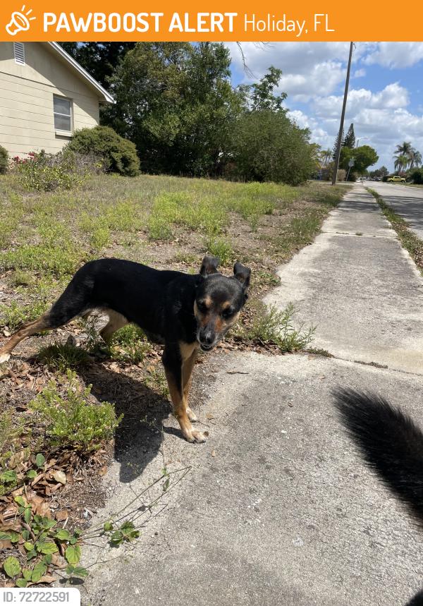 Found/Stray Female Dog last seen Chelsea St and Brompton, Holiday, FL 34691