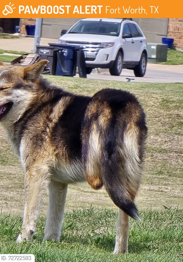 Found/Stray Unknown Dog last seen Saginaw Main Street , Fort Worth, TX 76179