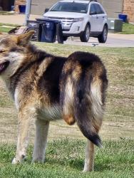 Found/Stray Unknown Dog last seen Saginaw Main Street , Fort Worth, TX 76179