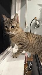Found/Stray Male Cat last seen E 18th Street & 7th Avenue, Oakland, CA 94606