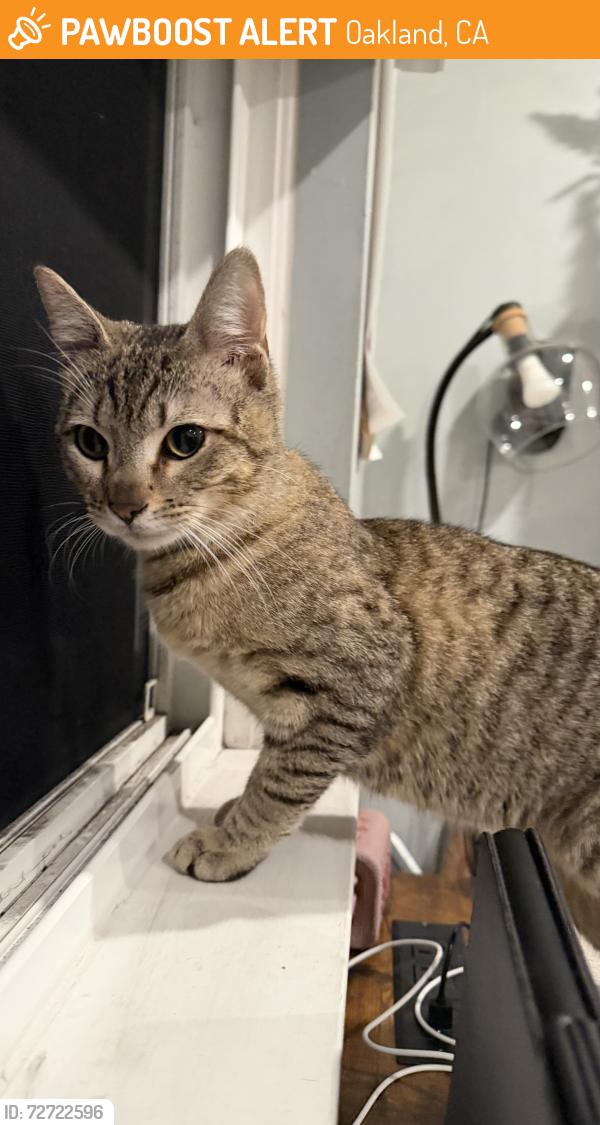 Found/Stray Male Cat last seen E 18th Street & 7th Avenue, Oakland, CA 94606