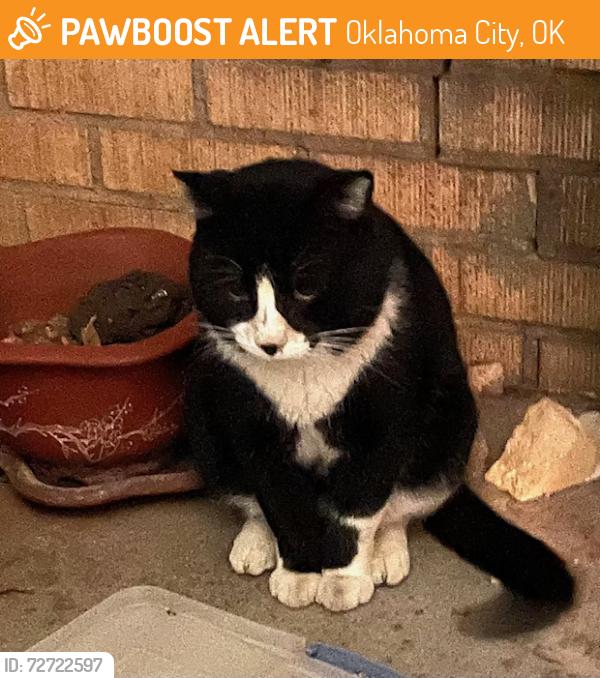 Found/Stray Unknown Cat last seen NW 27th and May Ave, Oklahoma City, OK 73107
