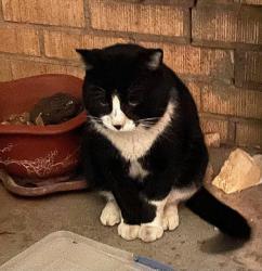 Found/Stray Unknown Cat last seen NW 27th and May Ave, Oklahoma City, OK 73107