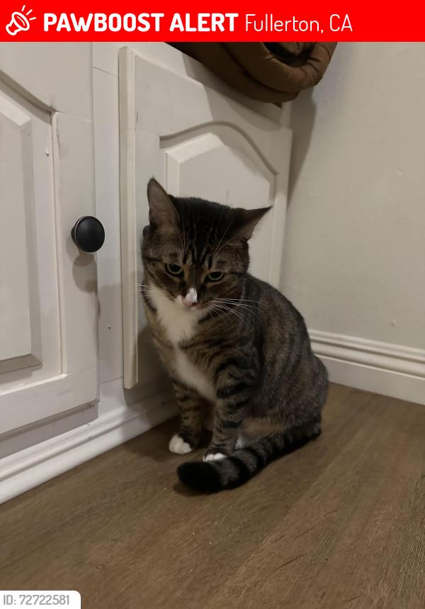 Lost Female Cat last seen Nutwood and Acacia , Fullerton, CA 92831