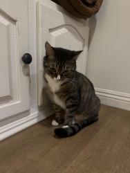 Lost Female Cat last seen Nutwood and Acacia , Fullerton, CA 92831