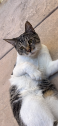 Lost Male Cat last seen Stonewood Ct, Los Angeles, CA 90732