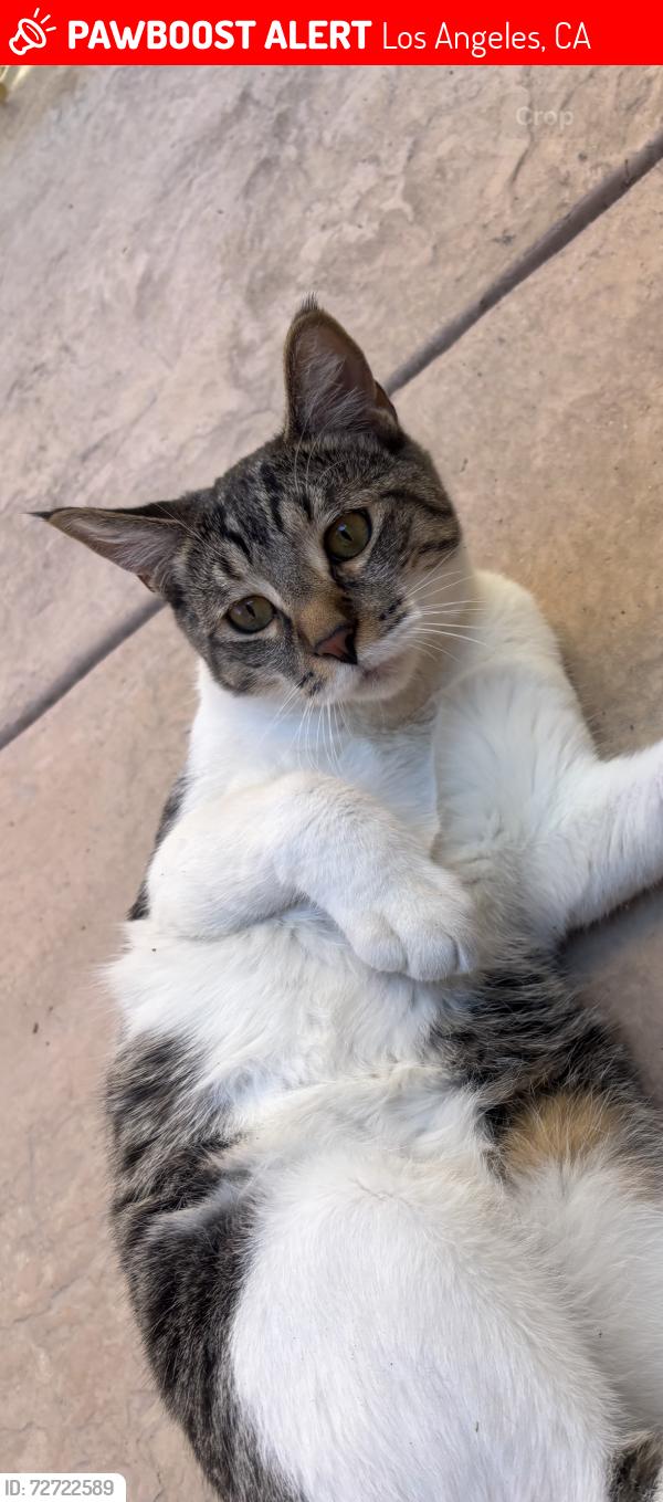 Lost Male Cat last seen Stonewood Ct, Los Angeles, CA 90732