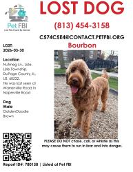 Lost Male Dog last seen Naperville Rd & Butterfield Rd, Milton Township, IL 60137