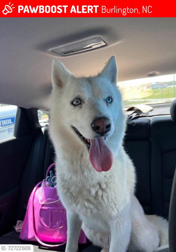 Lost Male Dog last seen Burlington , Burlington, NC 27216
