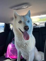 Lost Male Dog last seen Burlington , Burlington, NC 27216