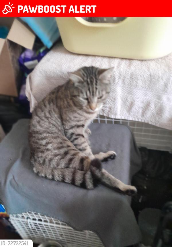 Lost Female Cat last seen The Drive & Cranbrook Road, Greater London, England IG1