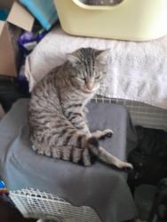 Lost Female Cat last seen The Drive & Cranbrook Road , Greater London, England IG1