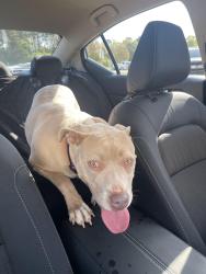 Found/Stray Female Dog last seen Spivey Rd. & Spivey Ridge Cir., Spivey Rd, GA 30236