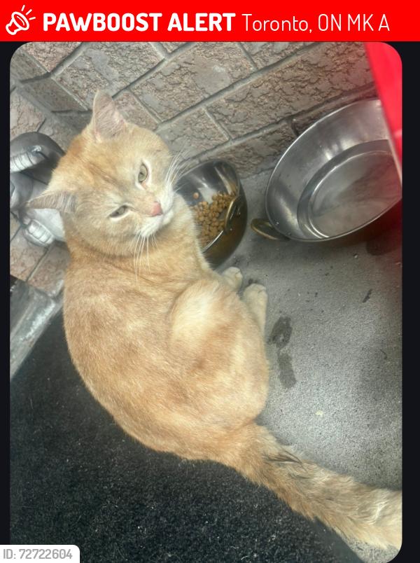 Lost Unknown Cat last seen Dufferin st, Toronto, ON M6K 2A6