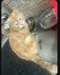 Lost Unknown Cat last seen Dufferin st, Toronto, ON M6K 2A6