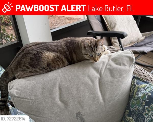 Lost Male Cat last seen McKinnon and lake roper , Lake Butler, FL 34786
