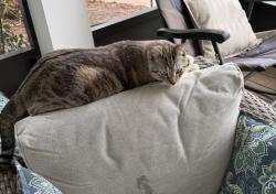 Lost Male Cat last seen McKinnon and lake roper , Lake Butler, FL 34786