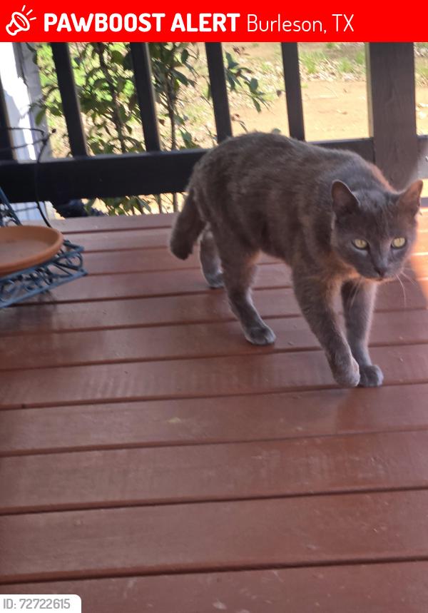 Lost Male Cat last seen J Rendon, Triple H, Burleson, TX 76028