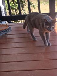 Lost Male Cat last seen J Rendon, Triple H, Burleson, TX 76028