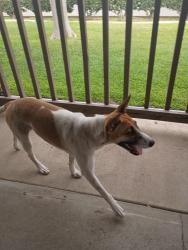 Found/Stray Female Dog last seen Pennsylvania Ave and Citrus St, Colton, CA 92324