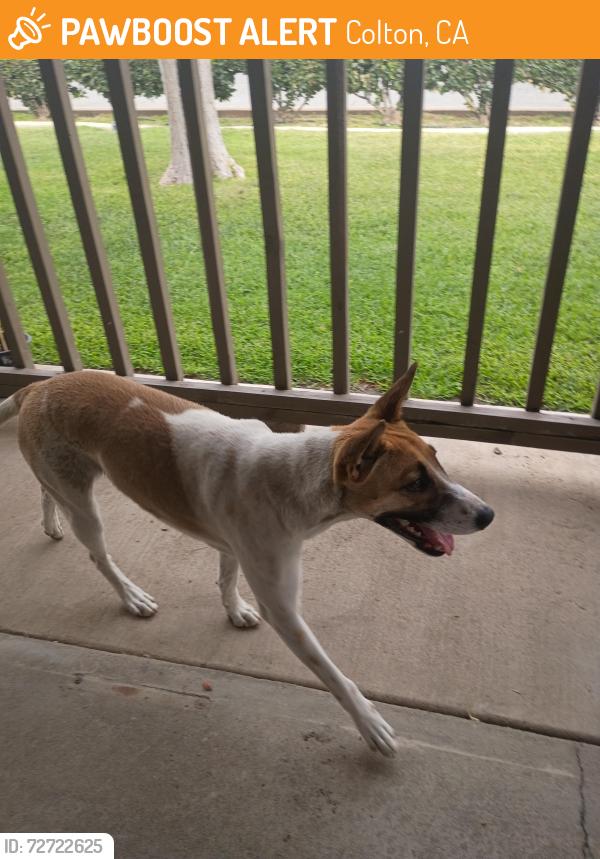 Found/Stray Female Dog last seen Pennsylvania Ave and Citrus St, Colton, CA 92324