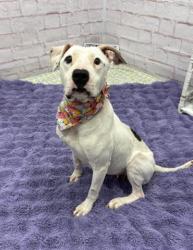 Shelter Stray Female Dog last seen Near BLOCK PIERSON ST, DETROIT, MI 48230, Detroit, MI 48211