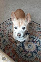 Lost Female Dog last seen Grandin Ave and Paramount St, Azusa, CA 91702